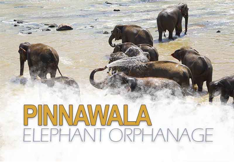 pinnawala elephant orphanage sri lanka